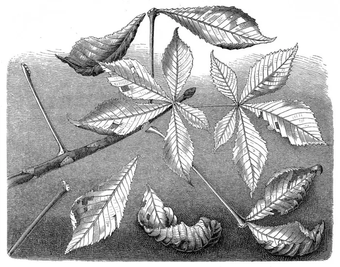 Framed Print : Aesculus hippocastanum (horse-chestnut or conker tree)