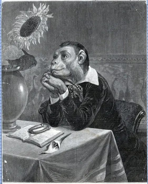 Framed Print : The Aesthetic Monkey Framed Print : The Aesthetic Monkey