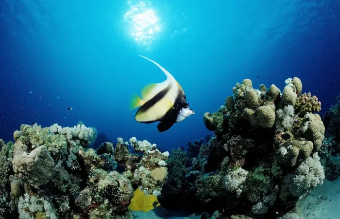 Framed Print : africa, african, animal, animals, anthozoa, aquatic, bannerfish, cnidaria, coral Framed Print : africa, african, animal, animals, anthozoa, aquatic, bannerfish, cnidaria, coral