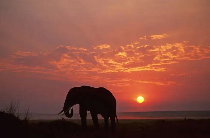Framed Print : Africa, African Elephant, Animal Themes, Animals In The Wild, Beauty In Nature, Cloud Framed Print : Africa, African Elephant, Animal Themes, Animals In The Wild, Beauty In Nature, Cloud