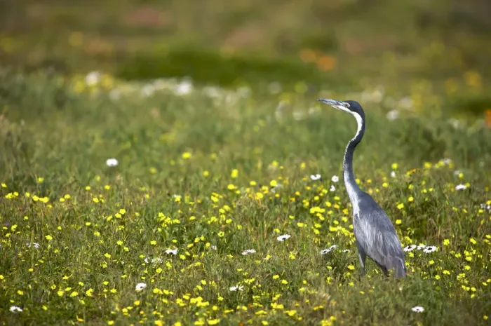 Framed Print : africa, afternoon, alert, alone, ambient, animal behavior, animals in the wild, ardea melanocephala