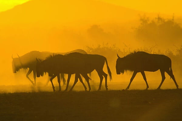 africa, animal behavior, animal themes, animals in the wild, antelope, backlit, beauty in nature