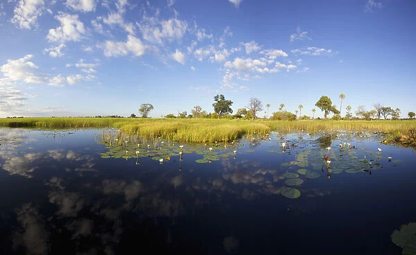 africa, aquatic plant, beauty in nature, blue sky, botswana, cloud, color image, colour image