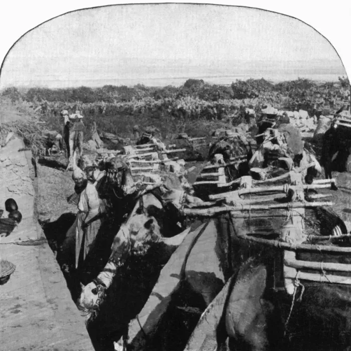 Framed Print : africa, archival, black, black & white, c, camels, cropped, desert, drinking, high angle view Framed Print : africa, archival, black, black & white, c, camels, cropped, desert, drinking, high angle view