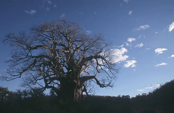 Africa, Baobab Tree, Cloud, Color Image, Day, Horizontal, Kruger National Park, Landscape