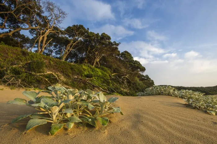 Framed Print : africa, beach, coastal forest, coastal vegetation, coastline, color image, colour image