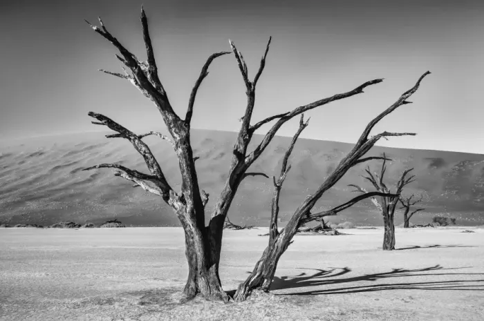 Framed Print : Africa, Black, Colour, Dead Vlei, Dune, Grey, Namibia, Orange, Sand, Scale, Silver Framed Print : Africa, Black, Colour, Dead Vlei, Dune, Grey, Namibia, Orange, Sand, Scale, Silver