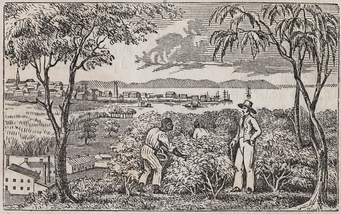 Framed Print : African American Picking Cotton with Overseer Framed Print : African American Picking Cotton with Overseer
