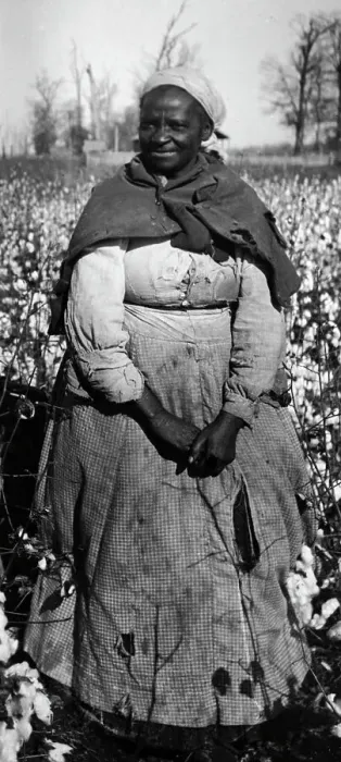 Framed Print : African American Woman in Cotton Field Framed Print : African American Woman in Cotton Field
