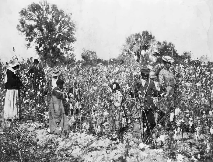 Framed Print : African Americans In The Cotton Field Framed Print : African Americans In The Cotton Field