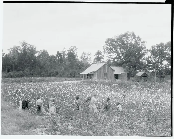Framed Print : African Americans Cotton Pickers on Plantation