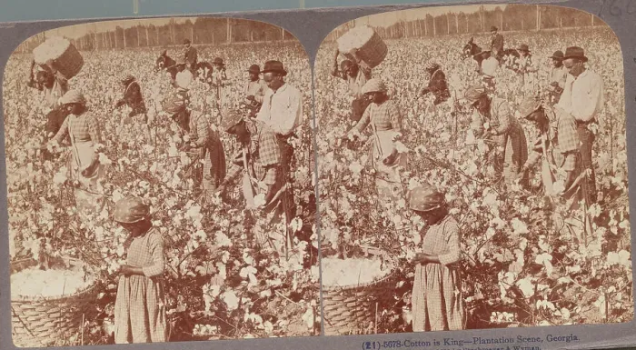 Framed Print : African Americans at Work in Cotton Field Framed Print : African Americans at Work in Cotton Field