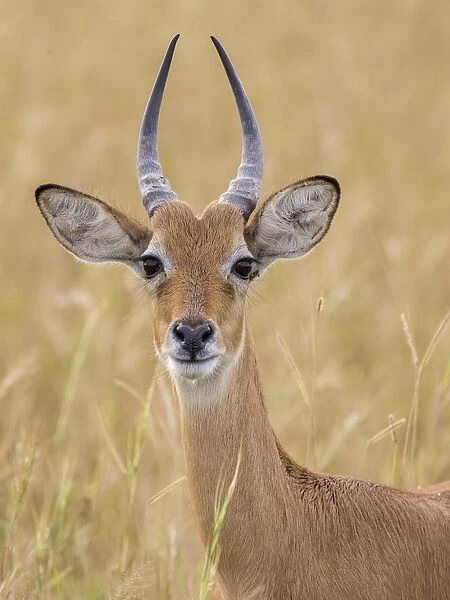african, animal portrait, antilopinae, attentive, bovid, cropped, exterior views