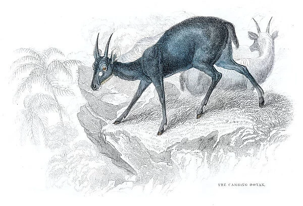 African antelope lithograph 1884
