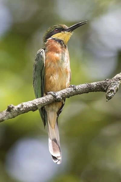 african, aves, bee eater, exterior views, natural environment, perch, wildlife