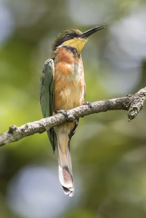 Framed Print : african, aves, bee eater, exterior views, natural environment, perch, wildlife