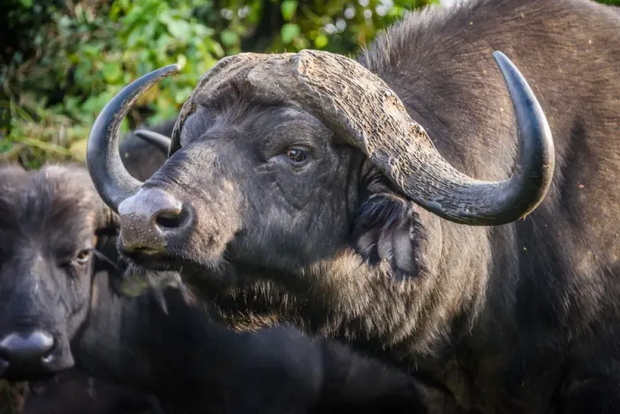 Framed Print : African Buffalo