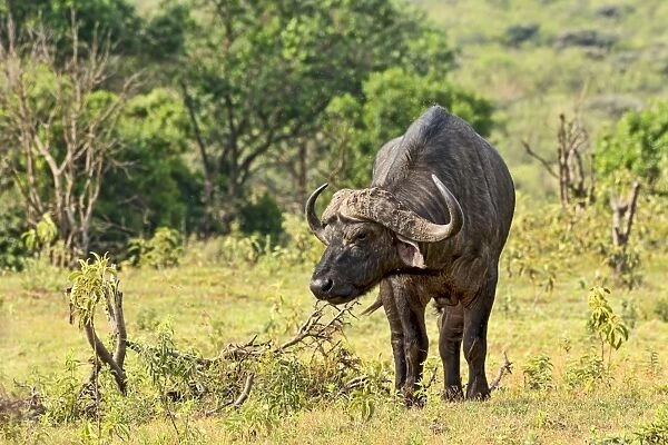 African Buffalo or Cape Buffalo -Syncerus caffer-, Arusha, Tanzania