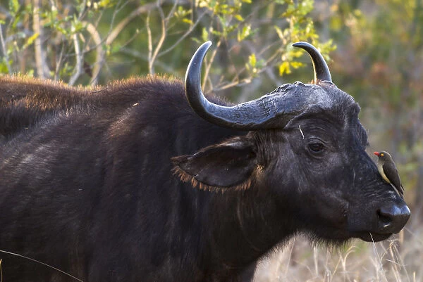 African Buffalo or Cape Buffalo -Syncerus caffer- with a Red-billed Oxpecker -Buphagus erythrorhynchus-, on its head, Kruger National Park, South Africa