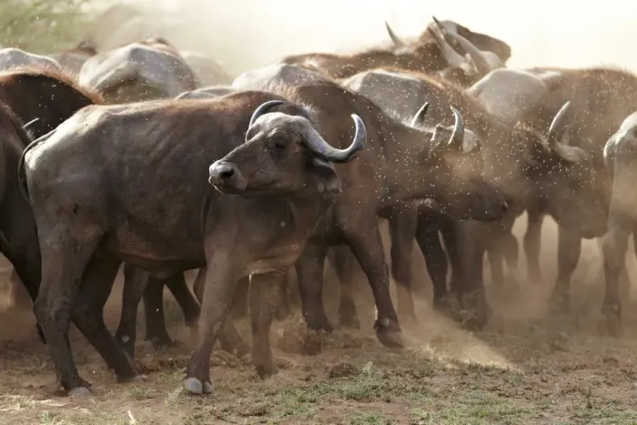 Framed Print : African Buffalo or Cape Buffalo -Syncerus caffer-, Lake Manyara National Park, Tanzania, Africa
