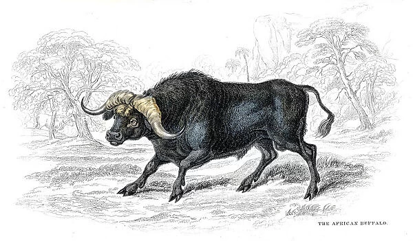 African buffalo lithograph 1884
