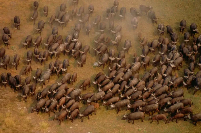 Framed Print : African buffalo (Syncerus caffer), aerial view, South Africa Framed Print : African buffalo (Syncerus caffer), aerial view, South Africa