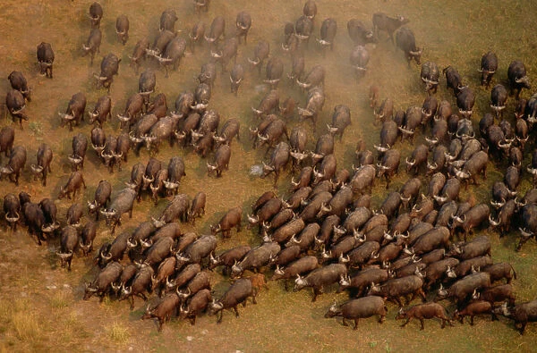 African buffalo (Syncerus caffer), aerial view, South Africa