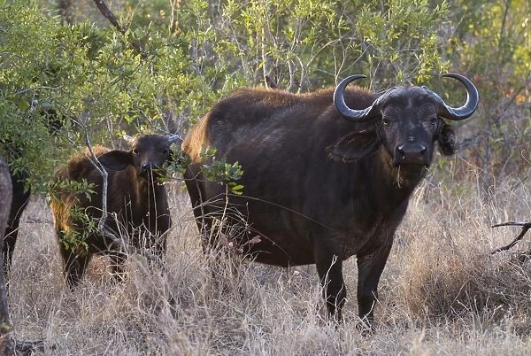 African Buffaloes or Cape Buffaloes -Syncerus caffer-, adult and calf, Kruger National Park, South Africa
