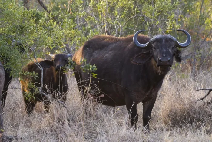 Framed Print : African Buffaloes or Cape Buffaloes -Syncerus caffer-, adult and calf, Kruger National Park, South Africa Framed Print : African Buffaloes or Cape Buffaloes -Syncerus caffer-, adult and calf, Kruger National Park, South Africa
