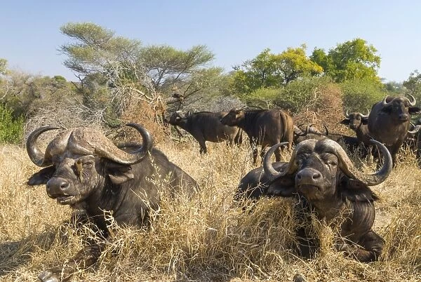 African Buffaloes or Cape Buffalose -Syncerus caffer- herd in the dry grass, Kruger National Park, South Africa