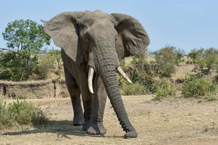 Framed Print : African Bush Elephant -Loxodonta africana-, Msai Mara National Reserve, Kenya Framed Print : African Bush Elephant -Loxodonta africana-, Msai Mara National Reserve, Kenya