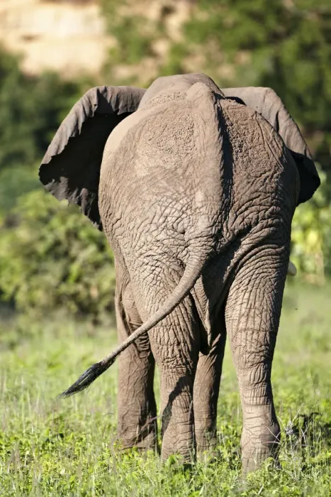 Framed Print : African Bush Elephant -Loxodonta africana-, rear view, Lake Manyara National Park, Tanzania, Africa