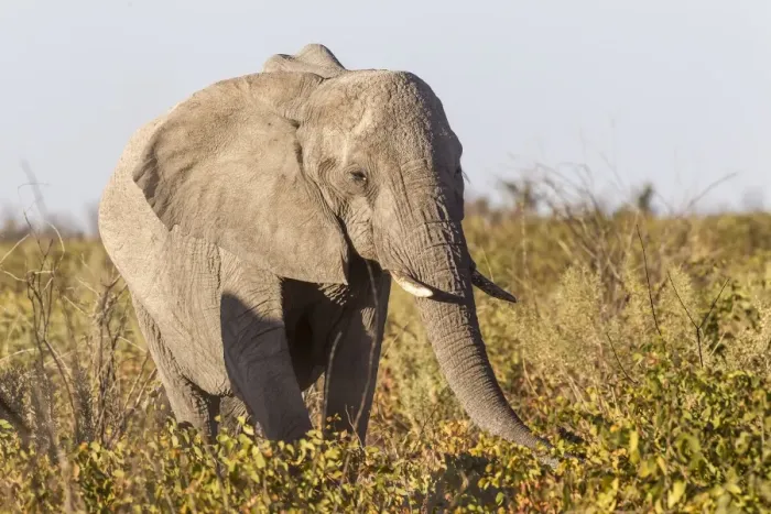 Framed Print : African Bush Elephant -Loxodonta africana-, Etosha National Park, Namibia Framed Print : African Bush Elephant -Loxodonta africana-, Etosha National Park, Namibia