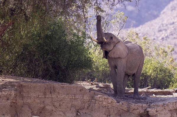 African Bush Elephant -Loxodonta africana- feeding, Hoarusib, Damaraland, Namibia