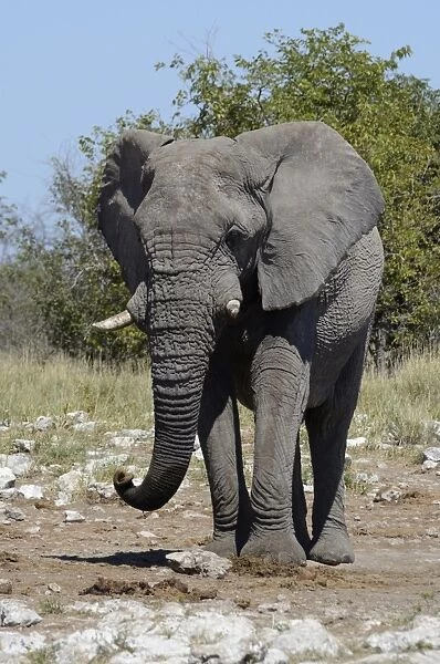 African Bush Elephant -Loxodonta africana-, Etosha National Park, Namibia
