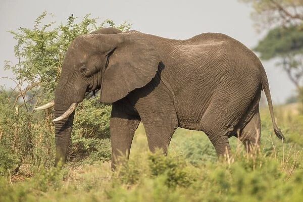 African Bush Elephant -Loxodonta africana-, Khaudum National Park, Namibia, Africa
