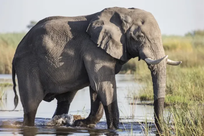 Framed Print : African Bush Elephant -Loxodonta africana-, Mamili National Park, Caprivi Strip, Namibia, Africa Framed Print : African Bush Elephant -Loxodonta africana-, Mamili National Park, Caprivi Strip, Namibia, Africa