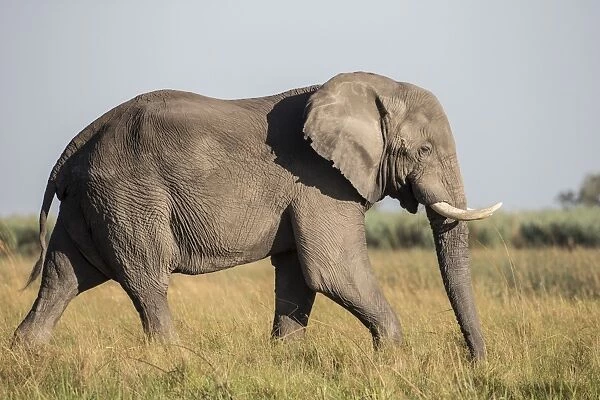 African Bush Elephant -Loxodonta africana-, Mamili National Park, Caprivi Strip, Namibia, Africa