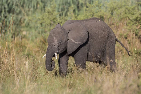 African Bush Elephant -Loxodonta africana-, Mamili National Park, Caprivi Strip, Namibia, Africa