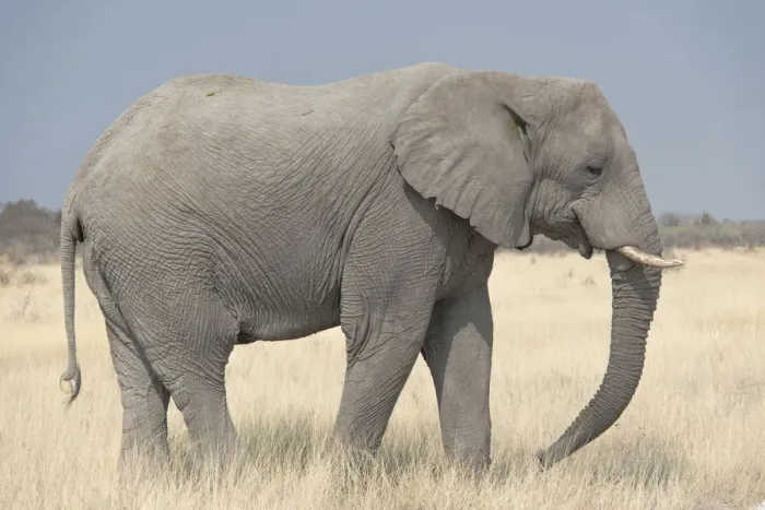 Framed Print : African Bush Elephant -Loxodonta africana-, Etosha National Park, Namibia