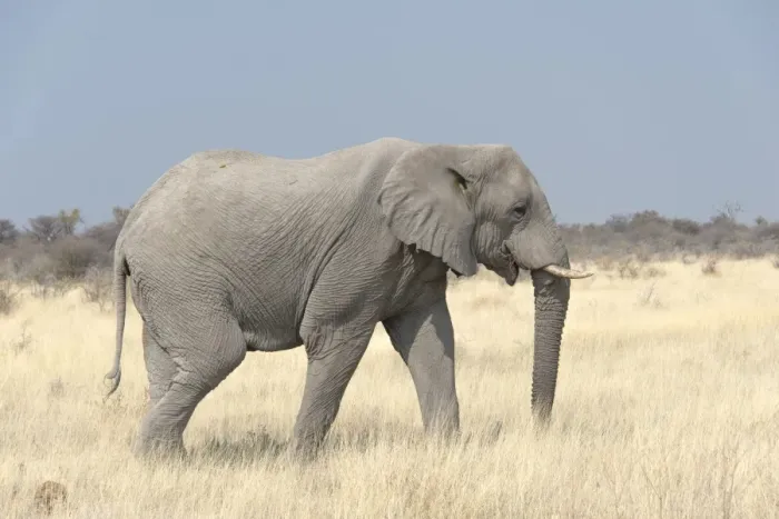 Framed Print : African Bush Elephant -Loxodonta africana-, Etosha National Park, Namibia Framed Print : African Bush Elephant -Loxodonta africana-, Etosha National Park, Namibia