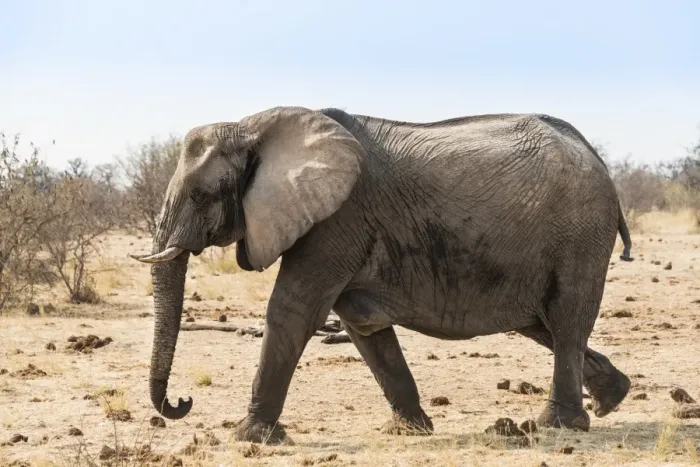 Framed Print : African Bush Elephant -Loxodonta africana-, Etosha National Park, Namibia