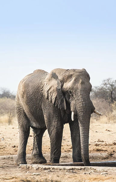 African Bush Elephant -Loxodonta africana- drinking at Tsumcor Waterhole, Etosha National Park, Namibia
