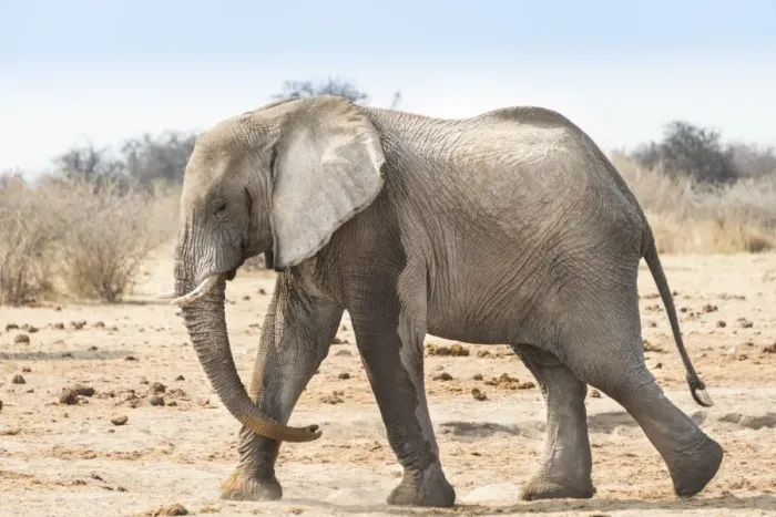 Framed Print : African Bush Elephant -Loxodonta africana-, Etosha National Park, Namibia
