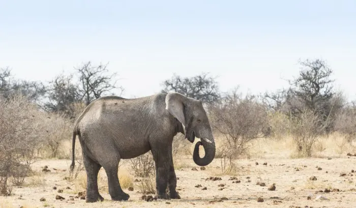 Framed Print : African Bush Elephant -Loxodonta africana-, Etosha National Park, Namibia