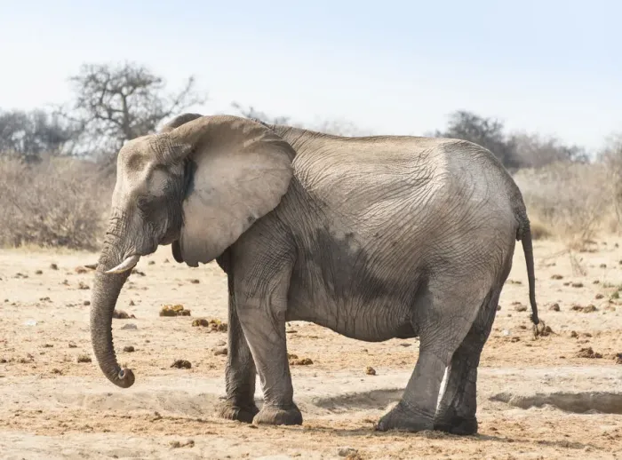 Framed Print : African Bush Elephant -Loxodonta africana-, Etosha National Park, Namibia