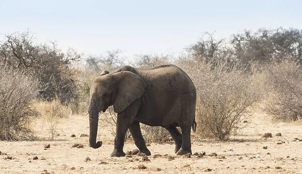 African Bush Elephant -Loxodonta africana-, marching, Etosha National Park, Namibia