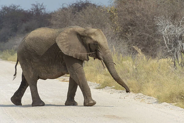 African Bush Elephant -Loxodonta africana- crossing a road, Etosha National Park, Namibia