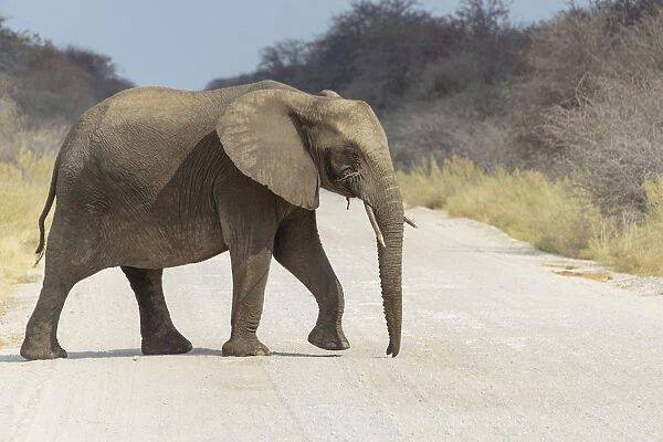 African Bush Elephant -Loxodonta africana- crossing a road, Etosha National Park, Namibia