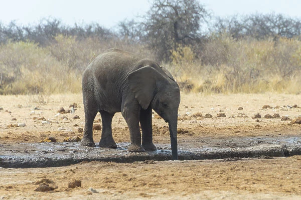 African Bush Elephant -Loxodonta africana- at a waterhole, Etosha National Park, Namibia
